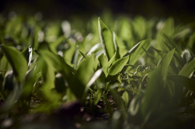 Pesto mit Bärlauch und Walnuss – Bild 4